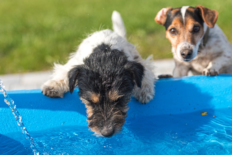 Is Well Water Safe for Dogs