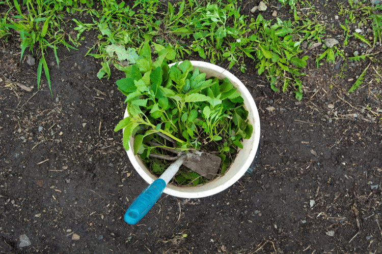 Use Water Softener Salts to Kill Weeds