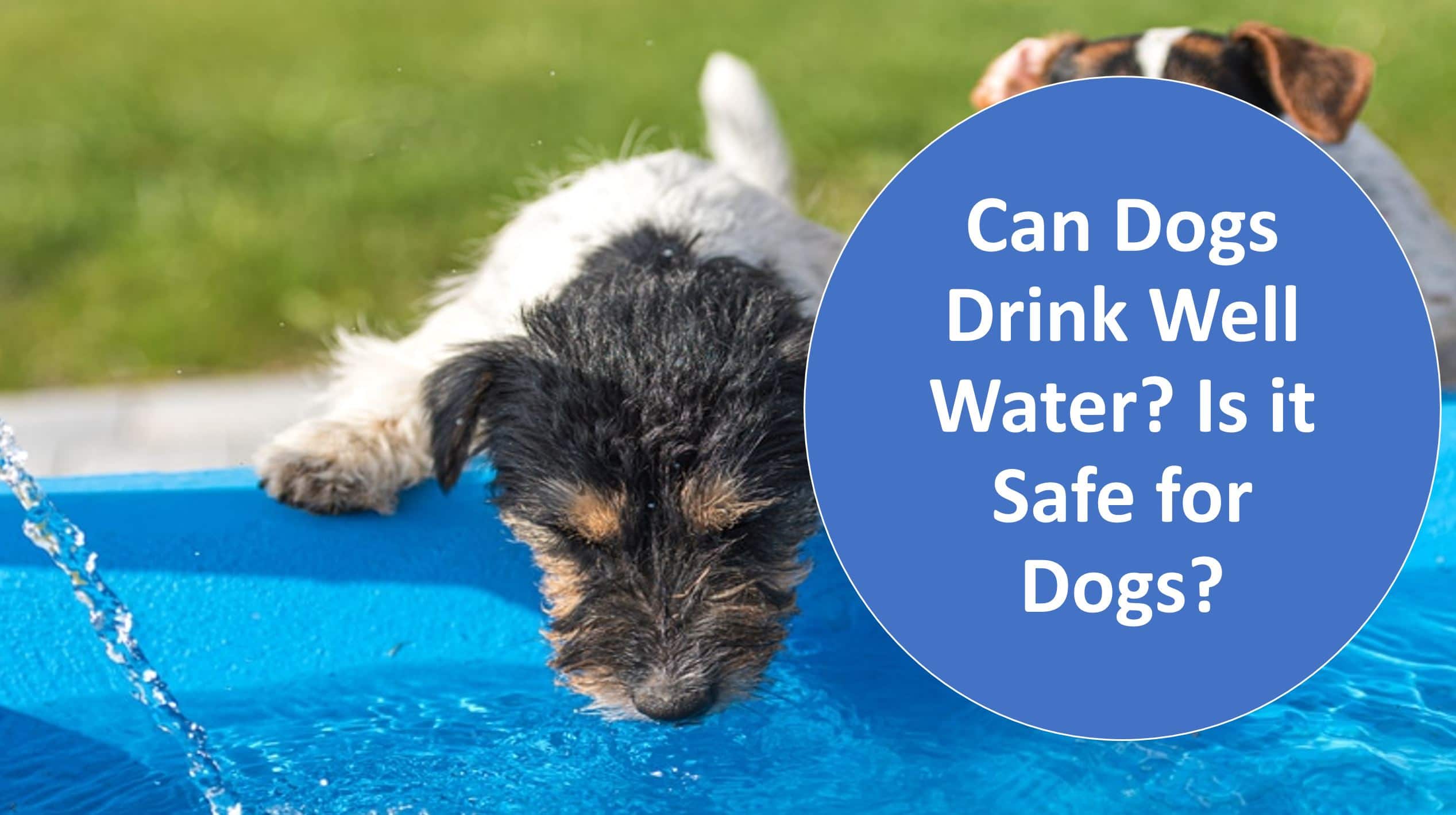 can well water make my dog sick