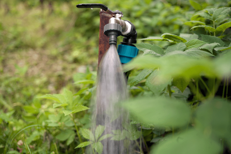 Effects of Fluoride Tap Water in Plants